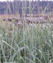 Grasses and Logs