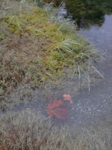 Leaf in Water