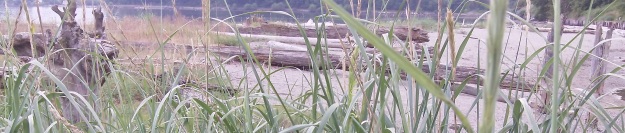 Beach Logs and Grasses